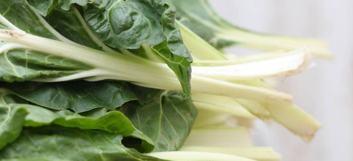 Freshly Picked Silverbeet