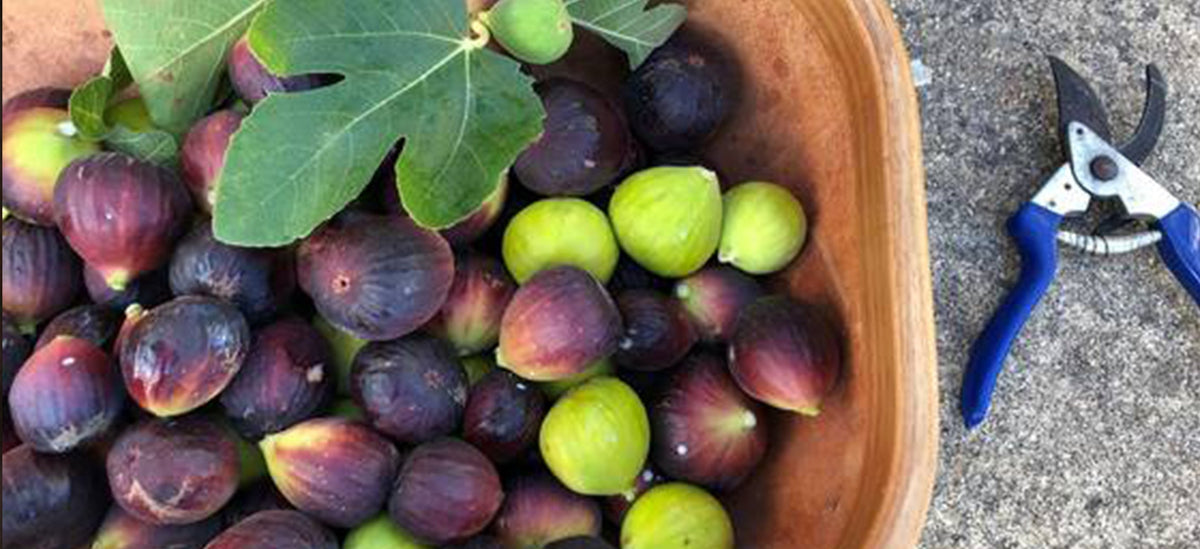 In season now in Maggie's garden