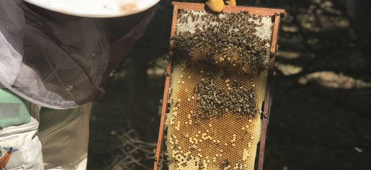 One Happy Apiarist