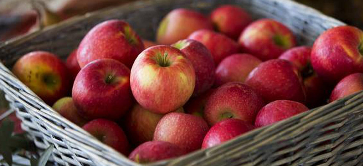 When are apples ready to pick?