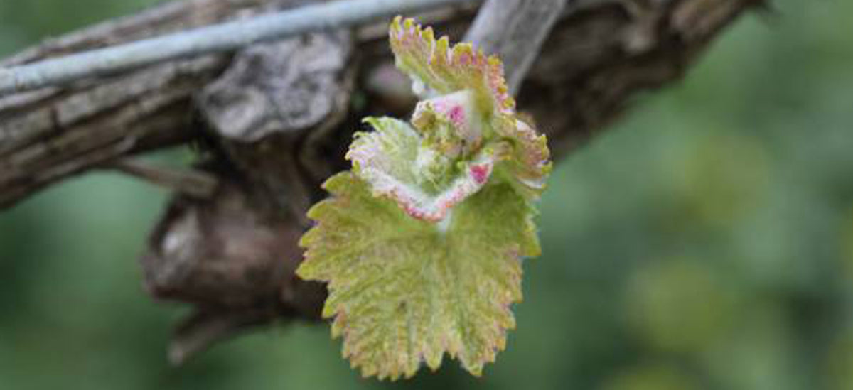 Where Pheasant Farm Wines Began…