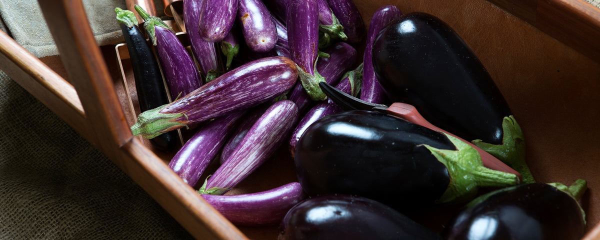 Eggplant