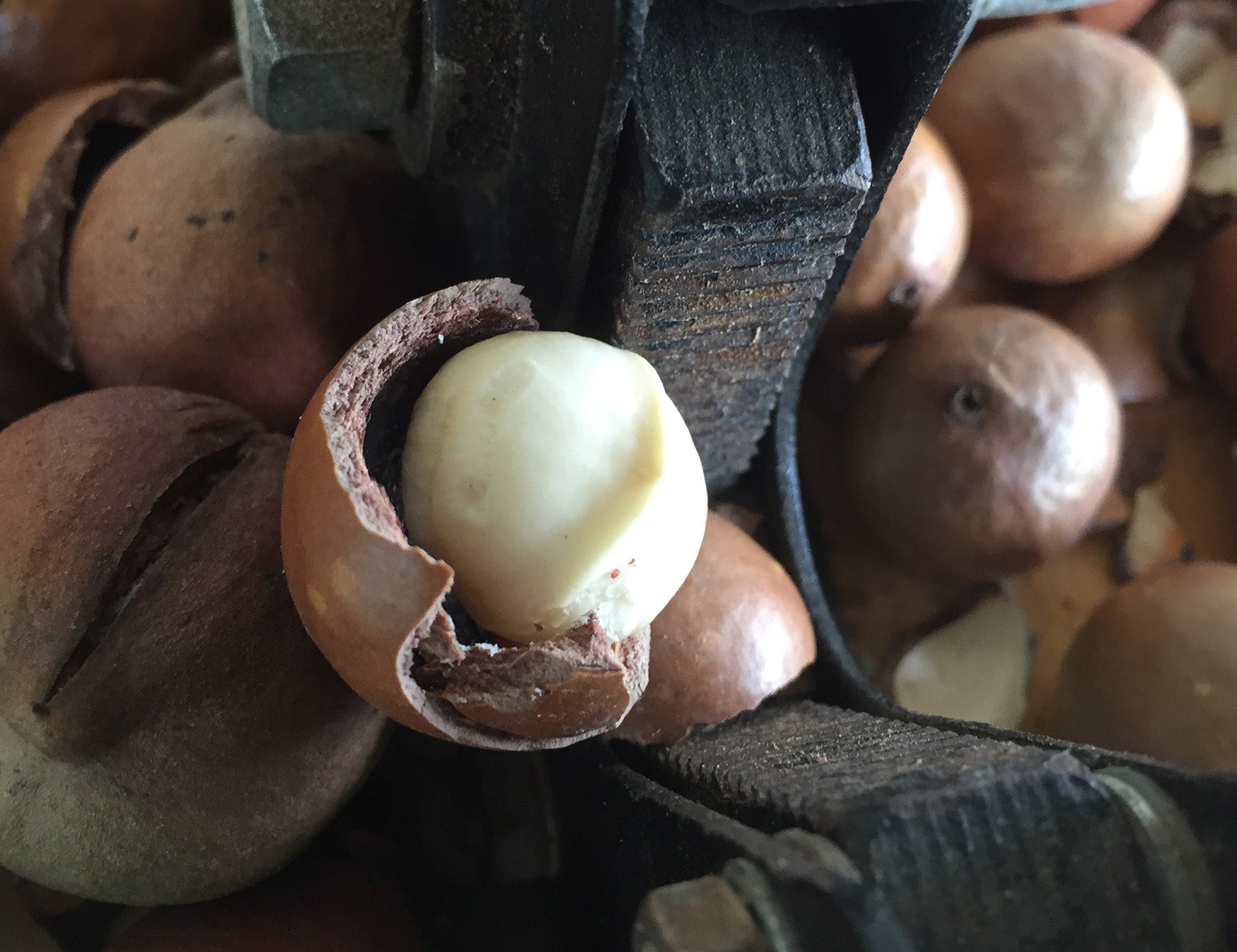 Dried Pear and Macadamia Stuffing Recipe